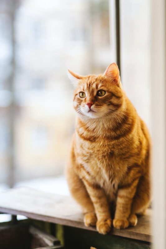 natural remedies for cat arthritis pain