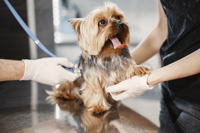 picking a good vet for your dog