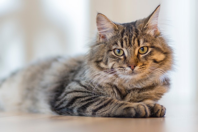 signs of arthritis in cats