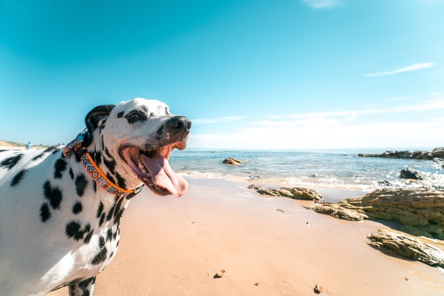 dog ocean safety tips