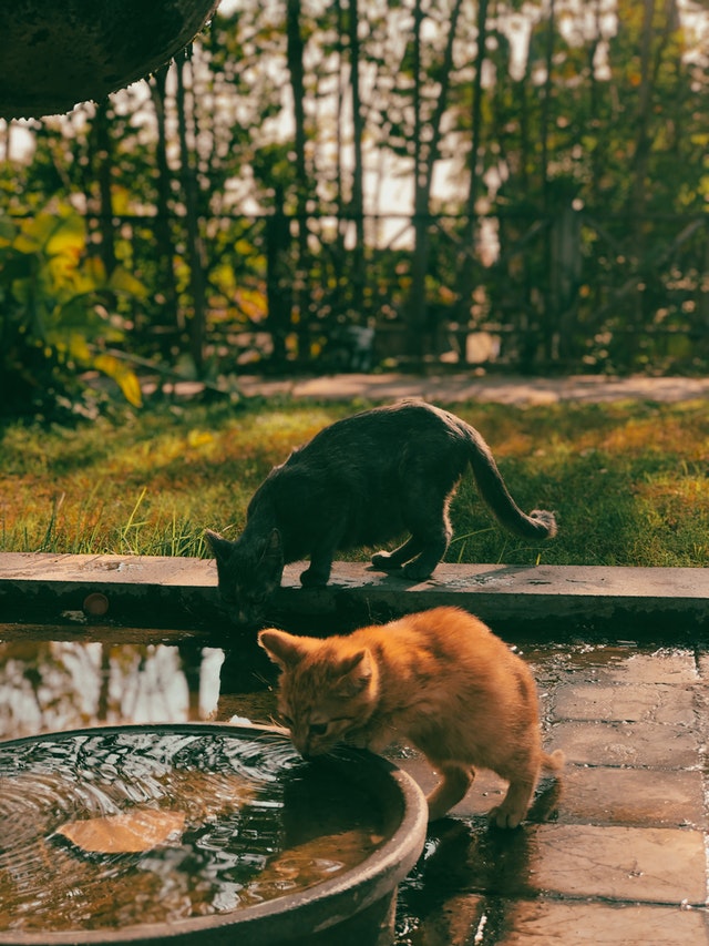 cats drinking