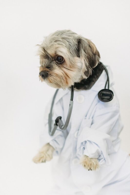 how to choose the right veterinarian for your pet