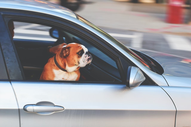 Dog car anxiety remedies best sale