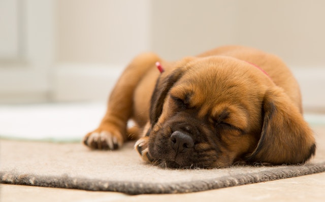 why do puppies get hiccups?
