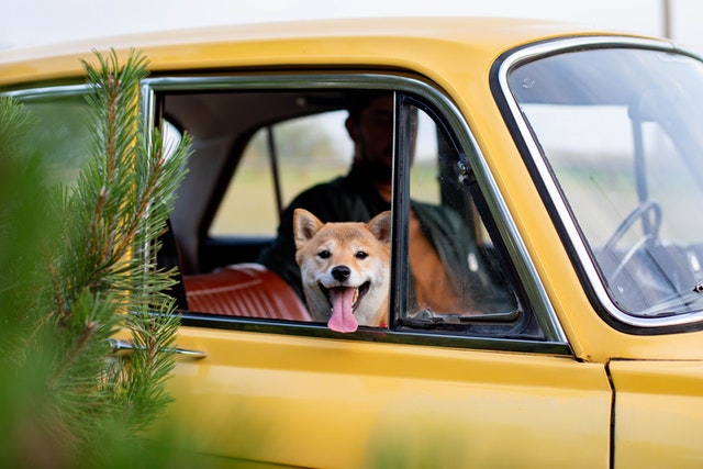 dog car anxiety relief