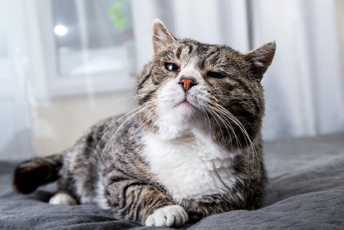 An older cat smirks at the camera.