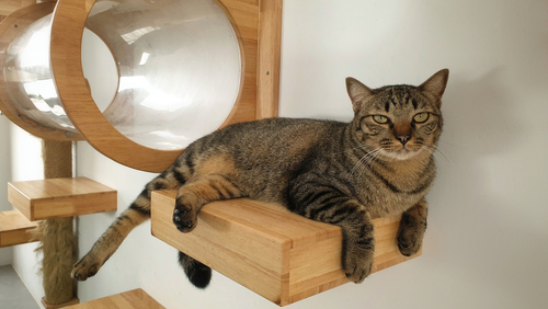 An older tabby cat lounges on a wall sill.