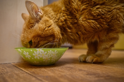 A senior orange cat eats food from a bowl.