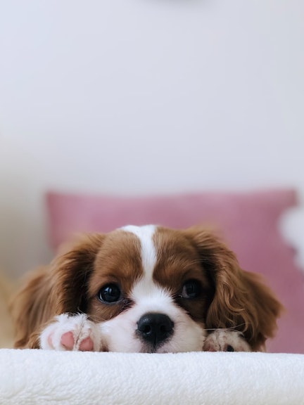 A brown and white puppy puts her head on her paws.