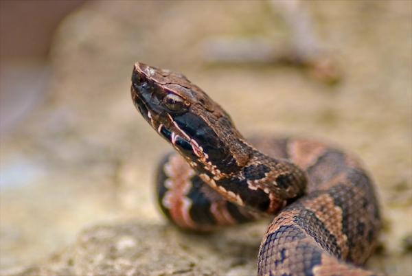 Types of Venomous Snakes, NIOSH