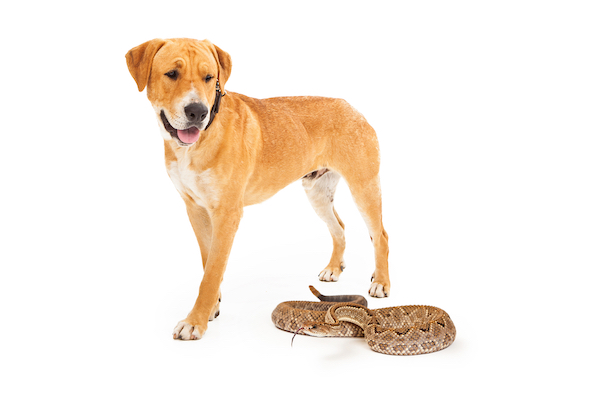 Snake Bites on Dogs What to Do if Your Dog Gets Bit Pet Insurance Review