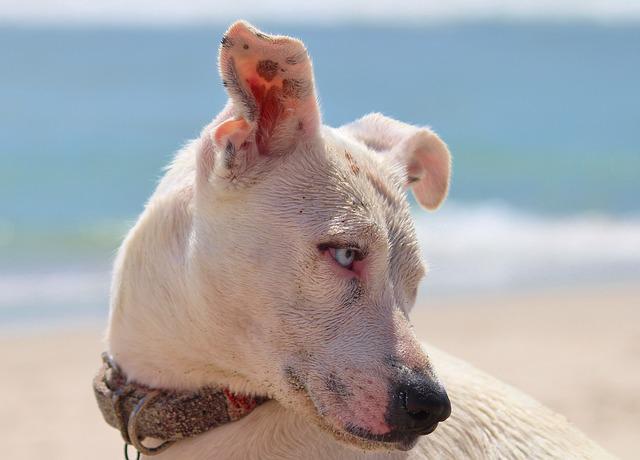 do hairless dogs need sunscreen