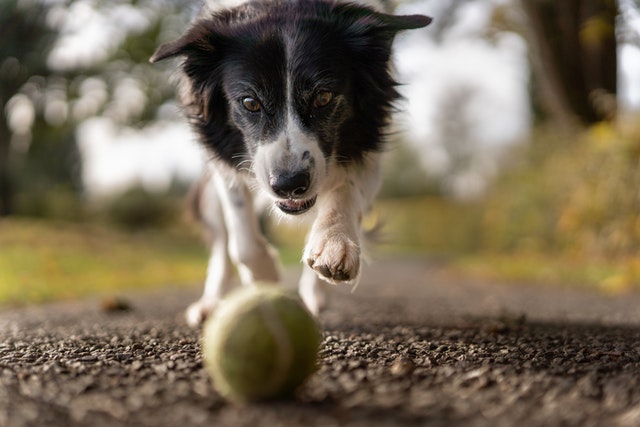 preventing heart disease in dogs