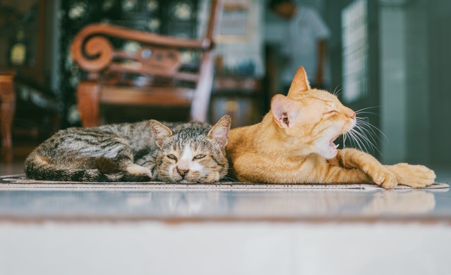 Symptoms of cushing's disease in cats