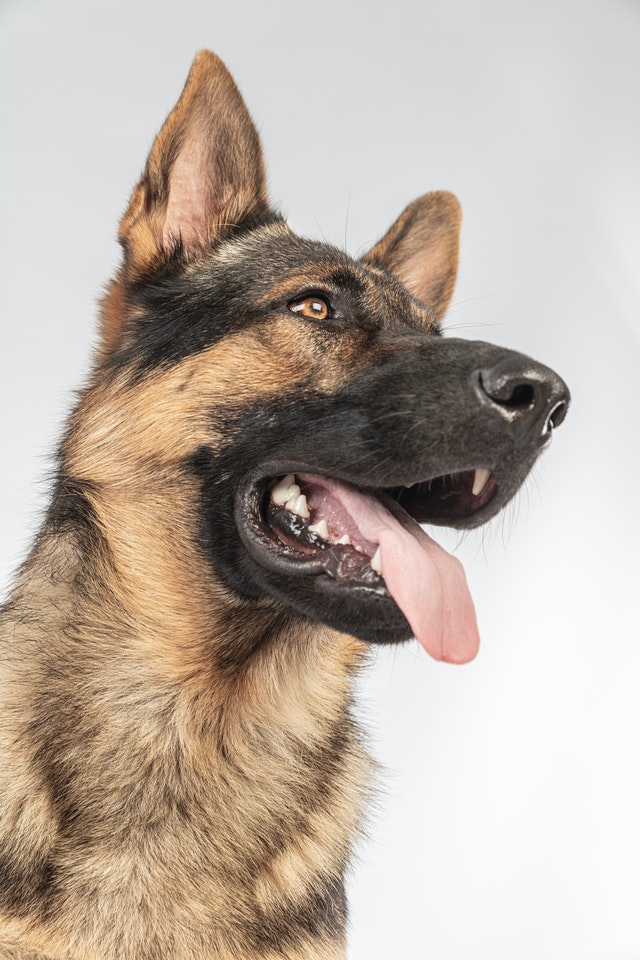 Hip Dysplasia in Dogs Pet Insurance Review