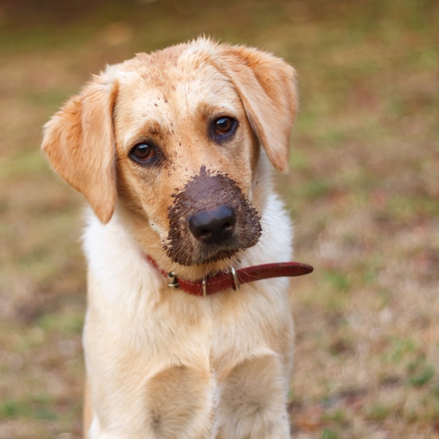 Why do dogs eat dirt?