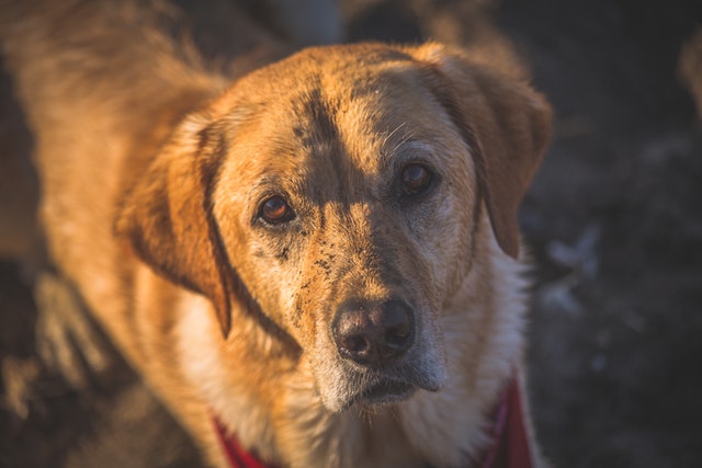 is eating dirt bad for dogs