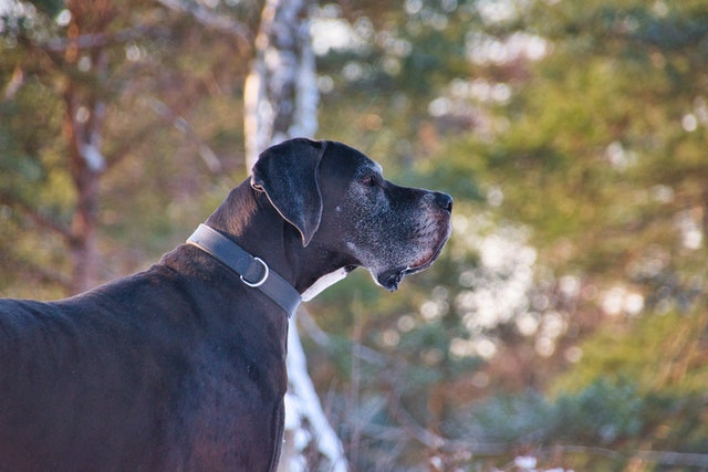 Great dane hip sales dysplasia