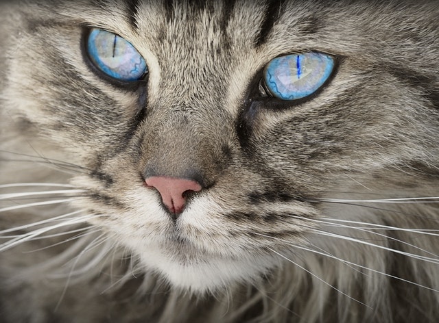 common feline eye infections