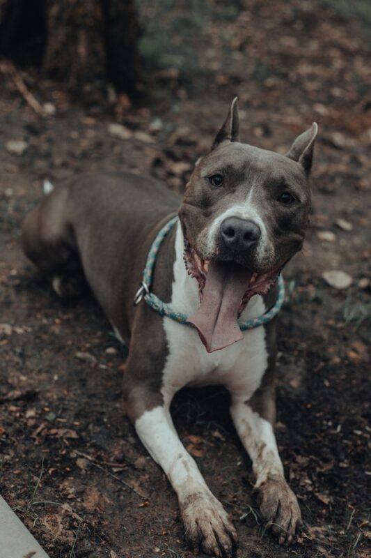 can puppies eat dirt