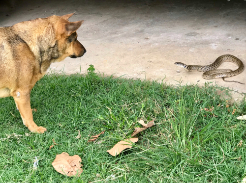 what happens if an adder bites a dog