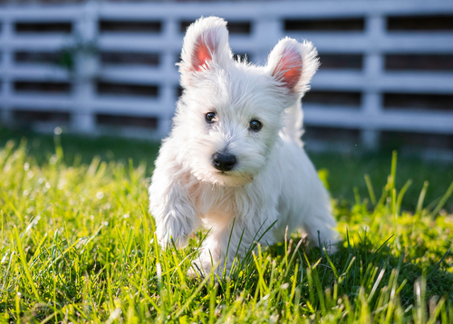 how do you know if your dog has sunburn