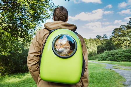 Backpack with 2024 cat window