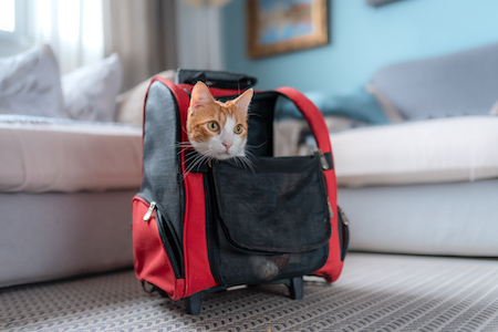 Lion-Shaped Pet Canvas Shoulder Bag | Cat Lovers Boutique