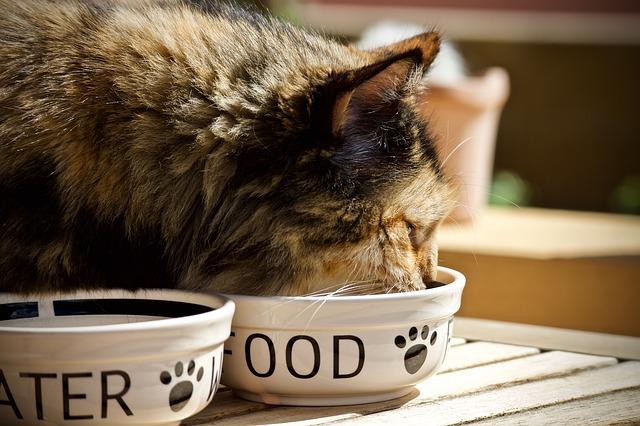 nutrient deficiencies in cats