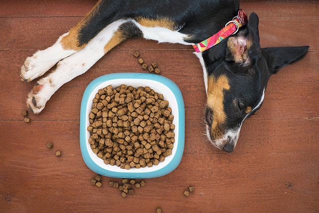 do grains cause inflammation in dogs