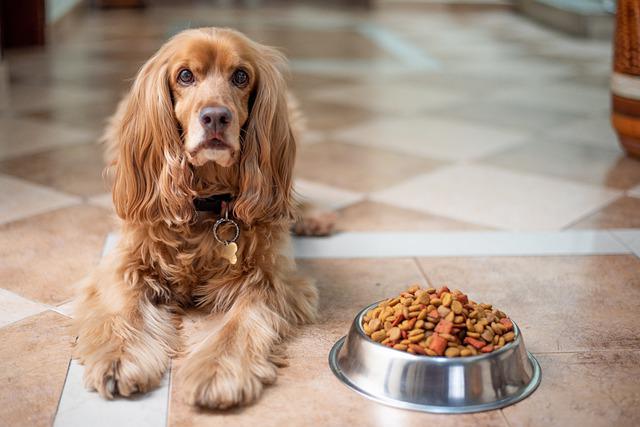 are grains in dog food bad for dogs