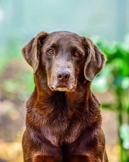 Natural Remedies to Treat Depression in Dogs - Pet Insurance Review