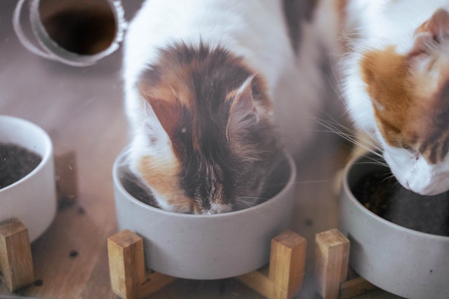 cat nutrition 101