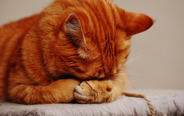 signs of ear infections in cats