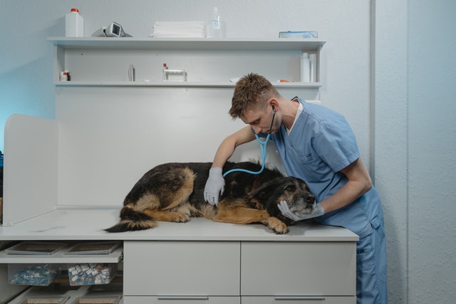 treatment of pancreatitis in dogs