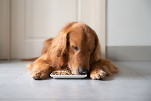 Is Grain Free Dog Food Harmful to Dogs Pet Insurance Review