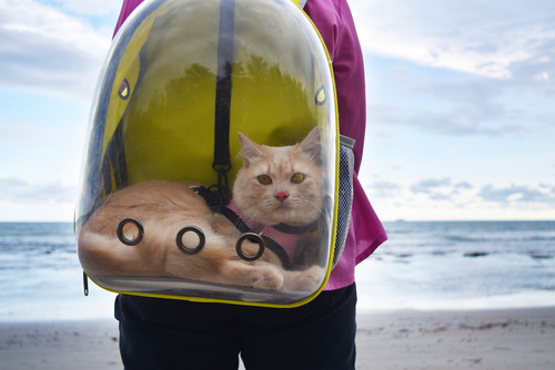 Let your kitten see the world with this cat backpack - Reviewed