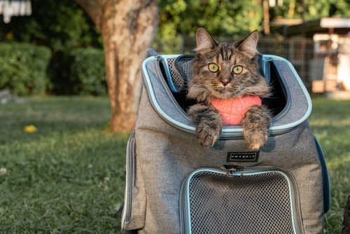 Cat holding backpack online