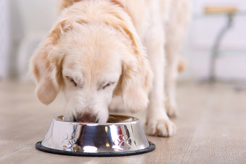 Concerns about grain free dog food sale