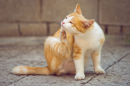 How to Clean Cat Paws: Vet-Approved Step-By-Step Guide - Catster