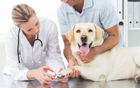 Understanding FAS (Fear, Anxiety, and Stress) in the Vet Clinic