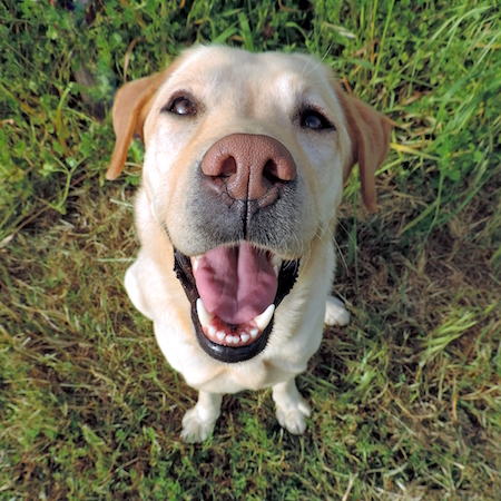 Labrador 2024 bad breath