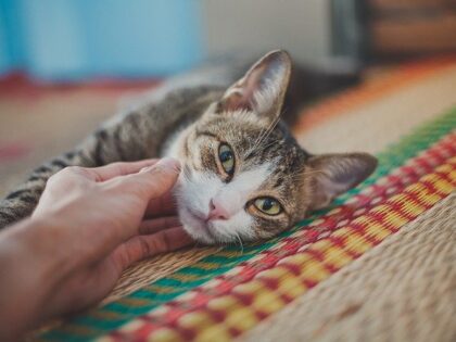 Serotonin Syndrome in Cats: The Hidden Danger Lurking in Common Medications