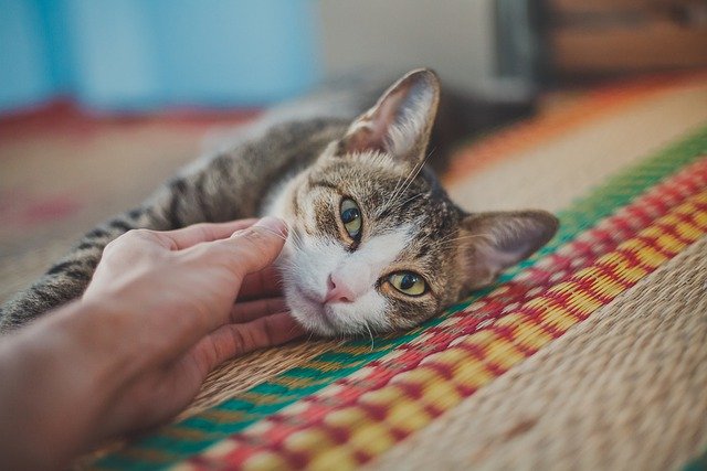 helping senior cats with litter box use