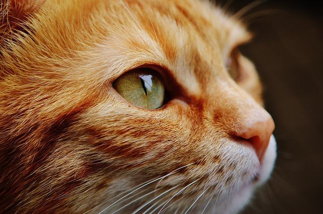 medical causes of litter box issues in senior cats