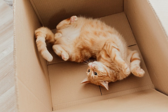 Is it safe for cats to chew cardboard?