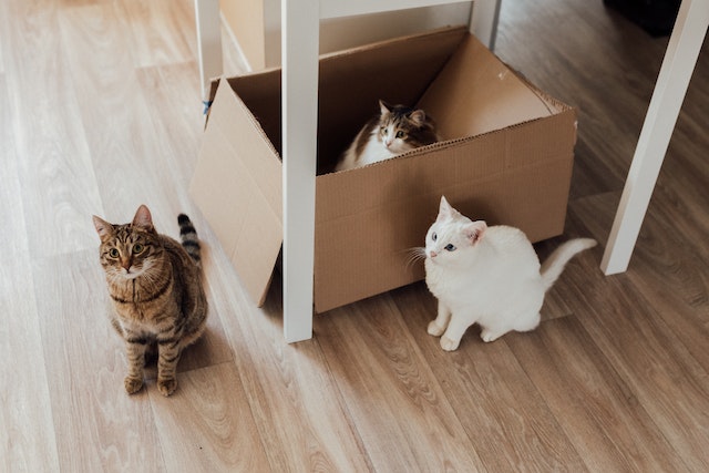 cats chewing cardboard