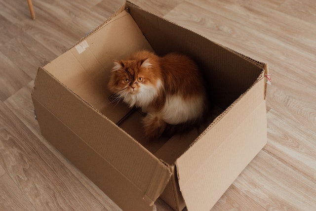 why do cats chew cardboard?