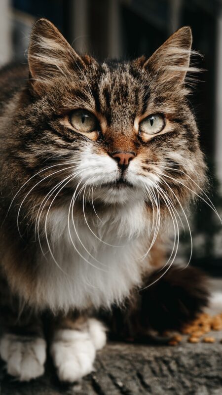 Whisker fatigue in store cats