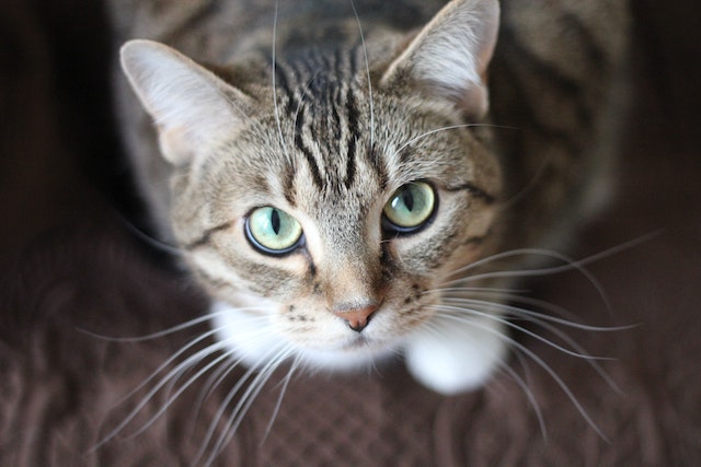 preventing whisker fatigue in cats